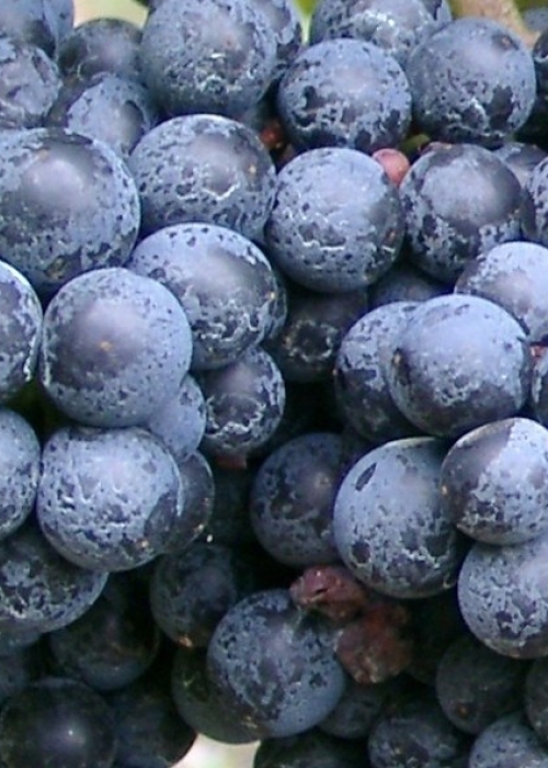 Zweigelt Beeren 5